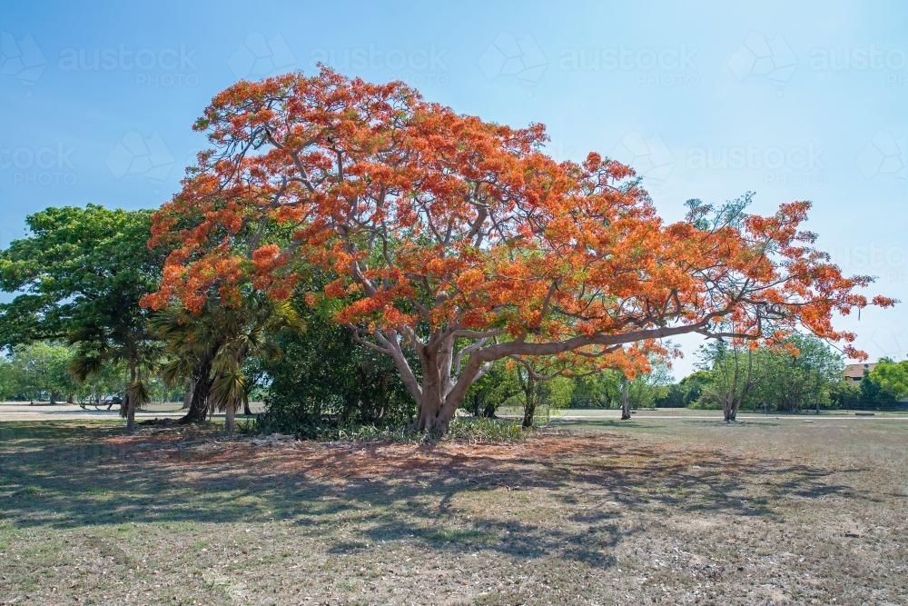 Poinciana tree in flower - Australian Stock Image