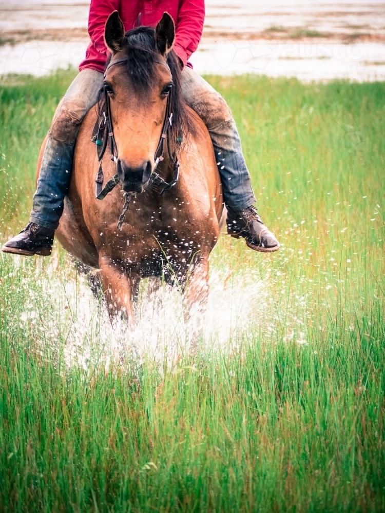 Pony being ridden through the water and reeds - Australian Stock Image