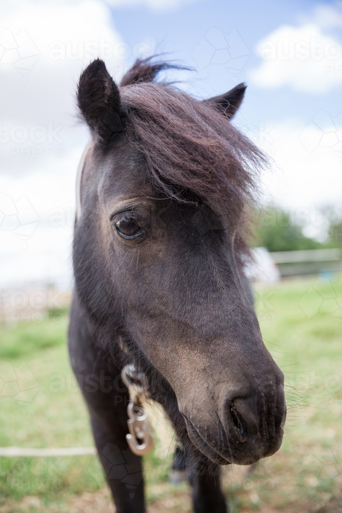 Pony looking at the camera - Australian Stock Image