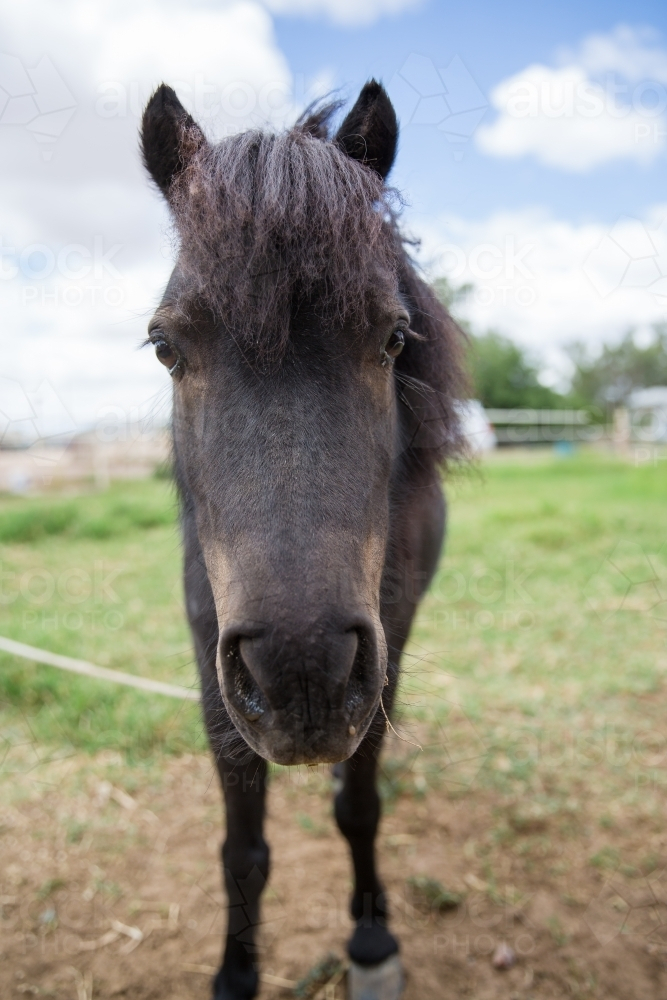 Pony with thick and fluffy mane standing in a grass field - Australian Stock Image