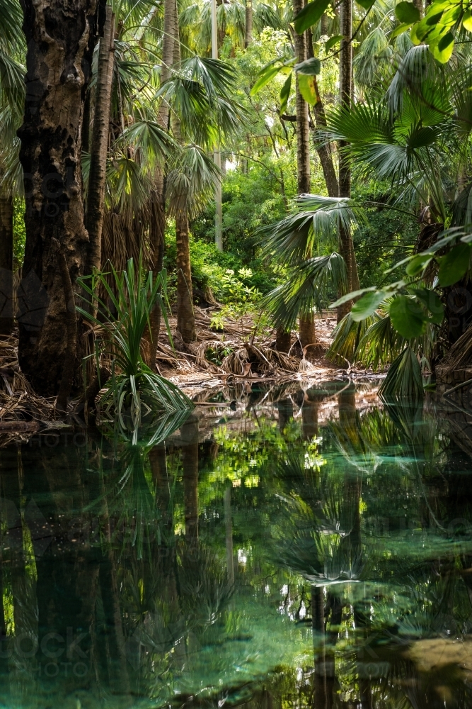 Pool at the base of rainforest - Australian Stock Image