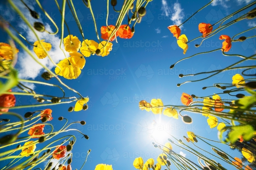 Poppies from below looking up at them against the blue sky. - Australian Stock Image