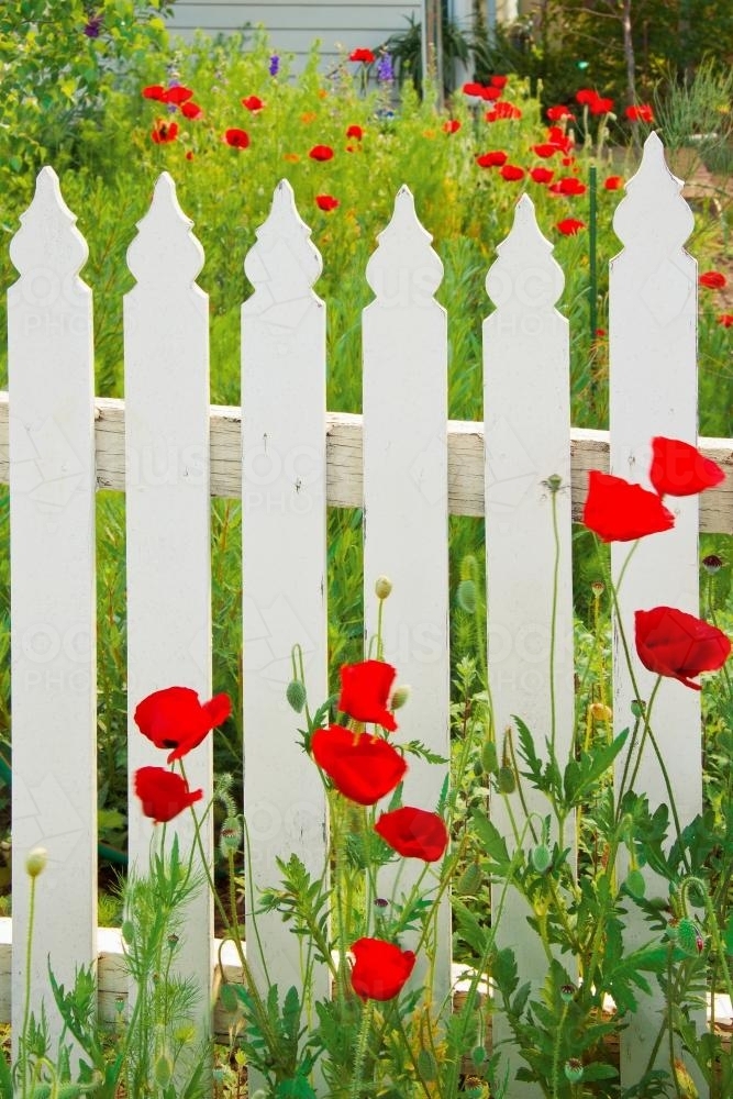 Poppies growing along a picket fence - Australian Stock Image