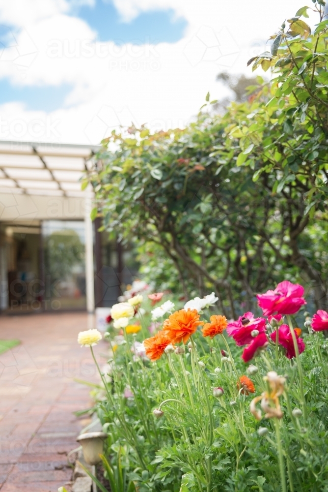 Poppies In A Garden - Australian Stock Image