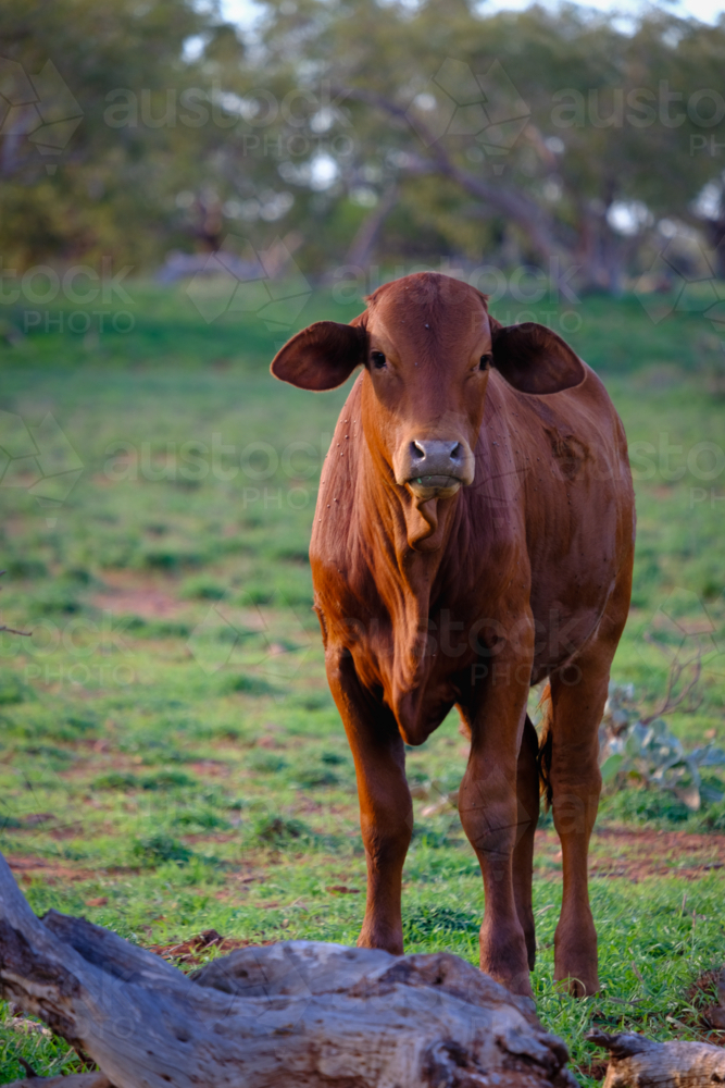 Portrait framing of large brown cow facing forward with rural station backdrop - Australian Stock Image