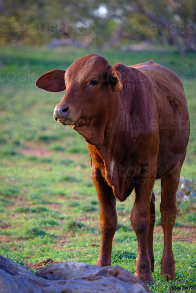 Portrait framing of large brown cow facing forward with rural station backdrop - Australian Stock Image