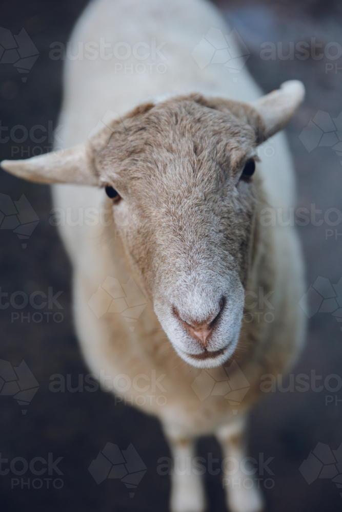 Portrait of a cream coloured sheep looking at the camera. - Australian Stock Image