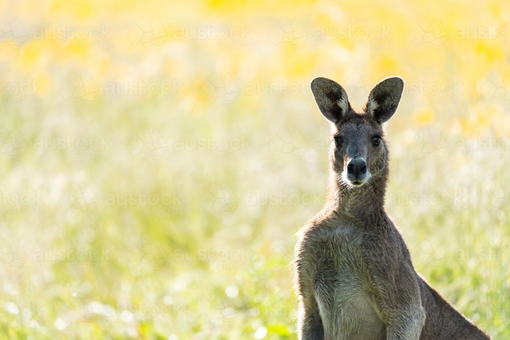 Portrait of a Grey Kangaroo backlit with blurred out background. - Australian Stock Image