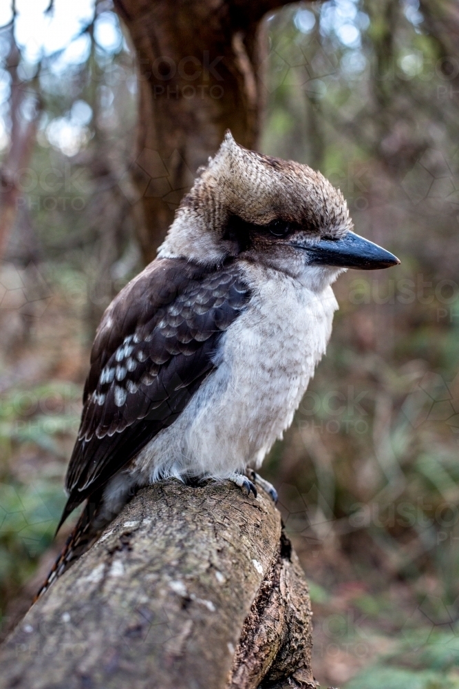 Portrait of a Kookaburra perched on a branch - Australian Stock Image