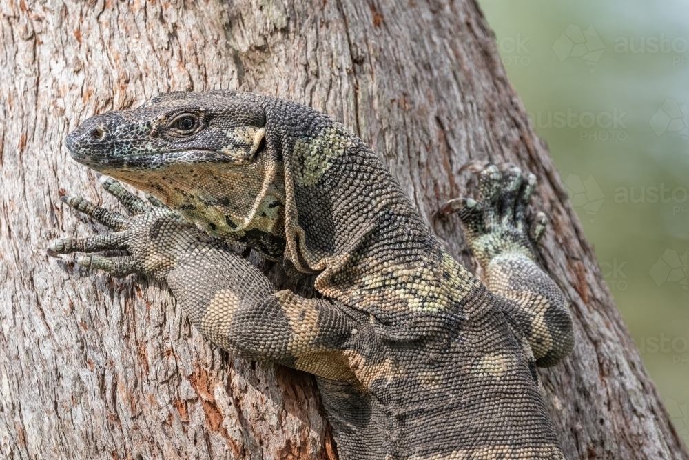 Portrait of a Lace Monitor or Tree Goanna (Varanus varius) climbing a tree on the riverbank - Australian Stock Image