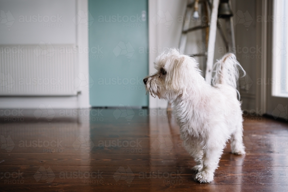 Portrait of a Maltese Silky Terrier with space for text - Australian Stock Image