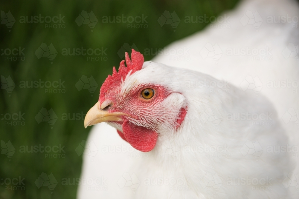 portrait of a white broiler meat chicken - Australian Stock Image