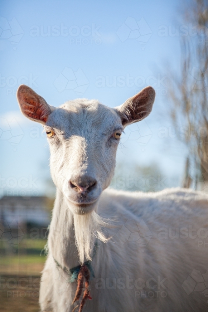 Portrait of a white female goat on a farm with a beard - Australian Stock Image