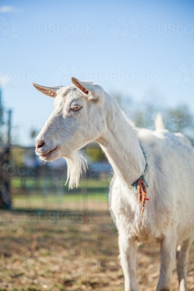 Portrait of a white female goat on a farm with a beard - Australian Stock Image