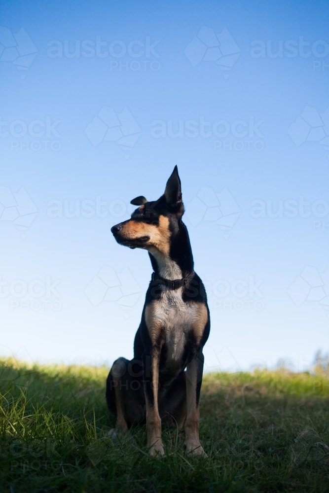 Portrait of an Australian Kelpie Cross - Australian Stock Image