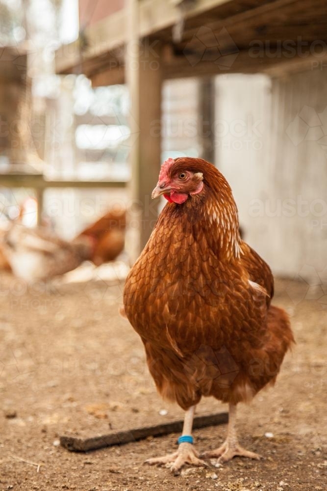 Portrait of an Isa brown laying hen in the chook yard - Australian Stock Image