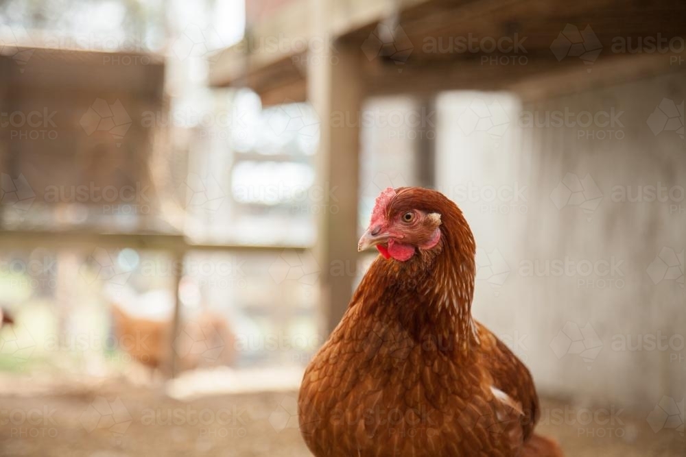 Portrait of an Isa brown laying hen in the chook yard - Australian Stock Image