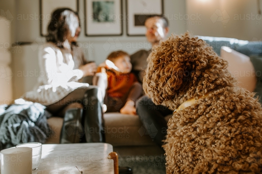 Portrait of brown curly-haired dog with family on couch in background - Australian Stock Image