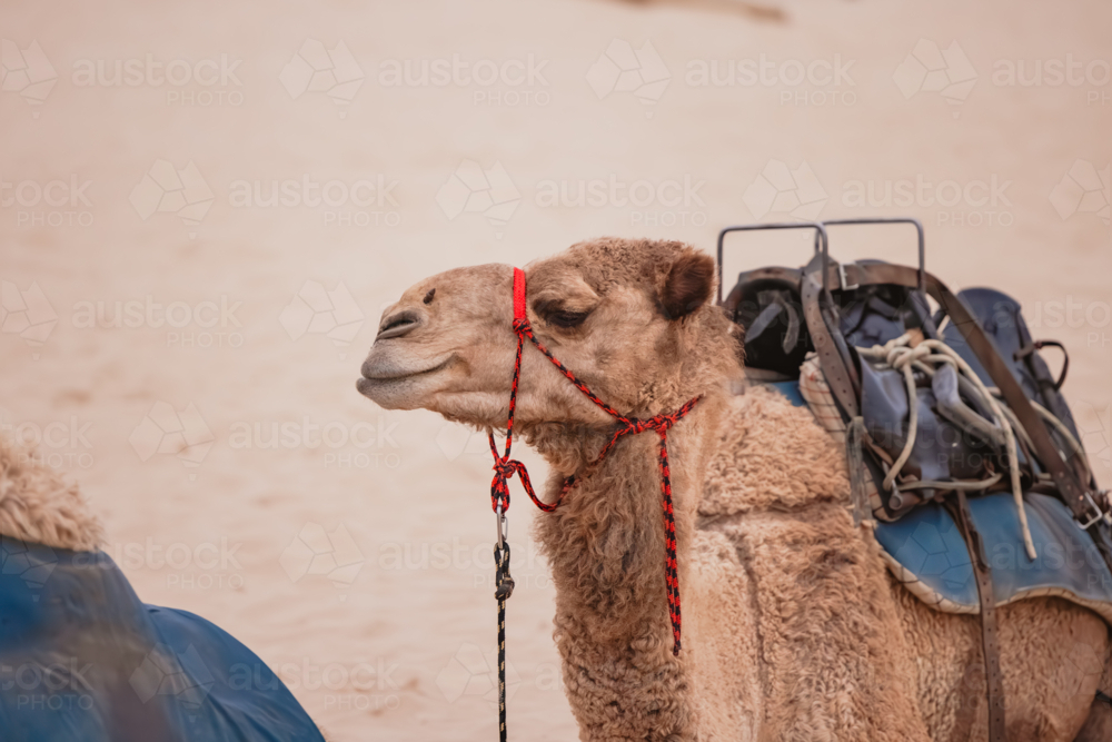 Portrait of camel resting on the sand wearing red harness and saddle - Australian Stock Image