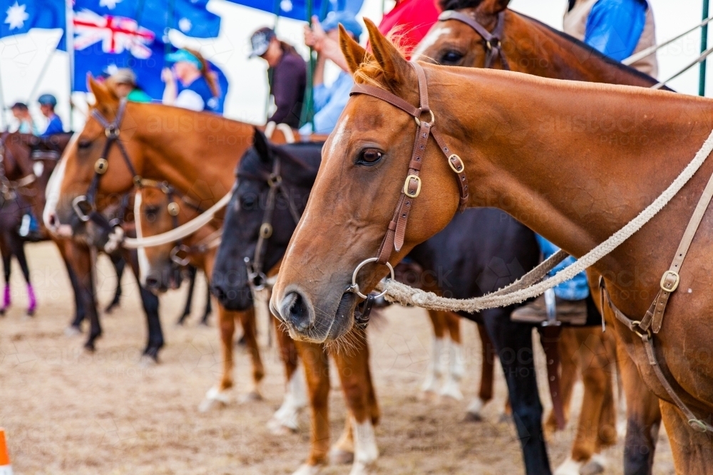 Portrait of chestnut horse standing in line with Australian flags in the background - Australian Stock Image