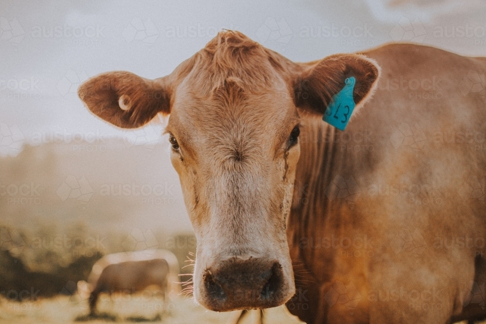 Portrait of cow in afternoon light - Australian Stock Image