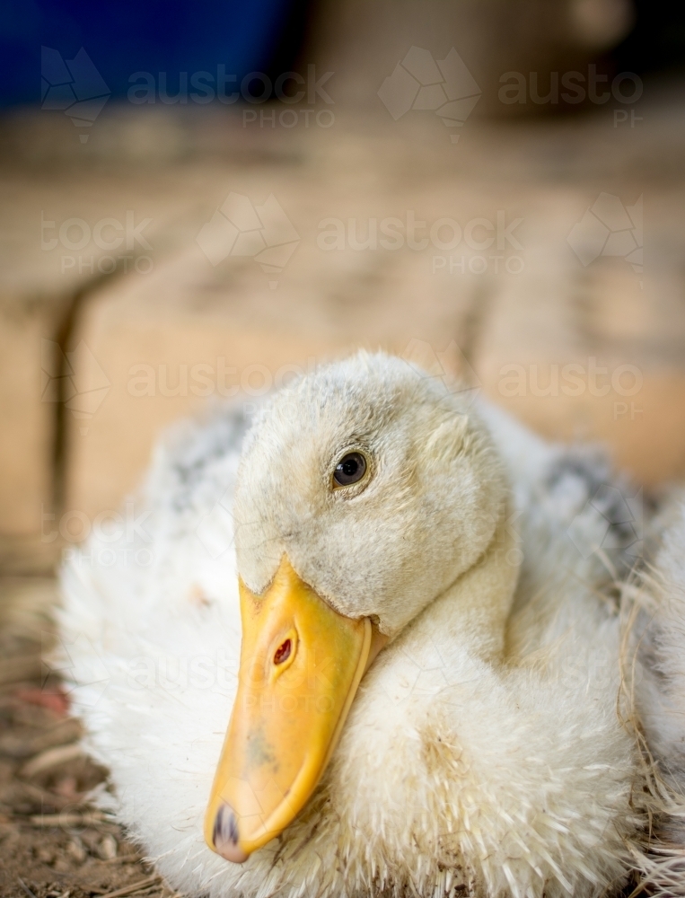 Portrait of duck with yellow beak - Australian Stock Image