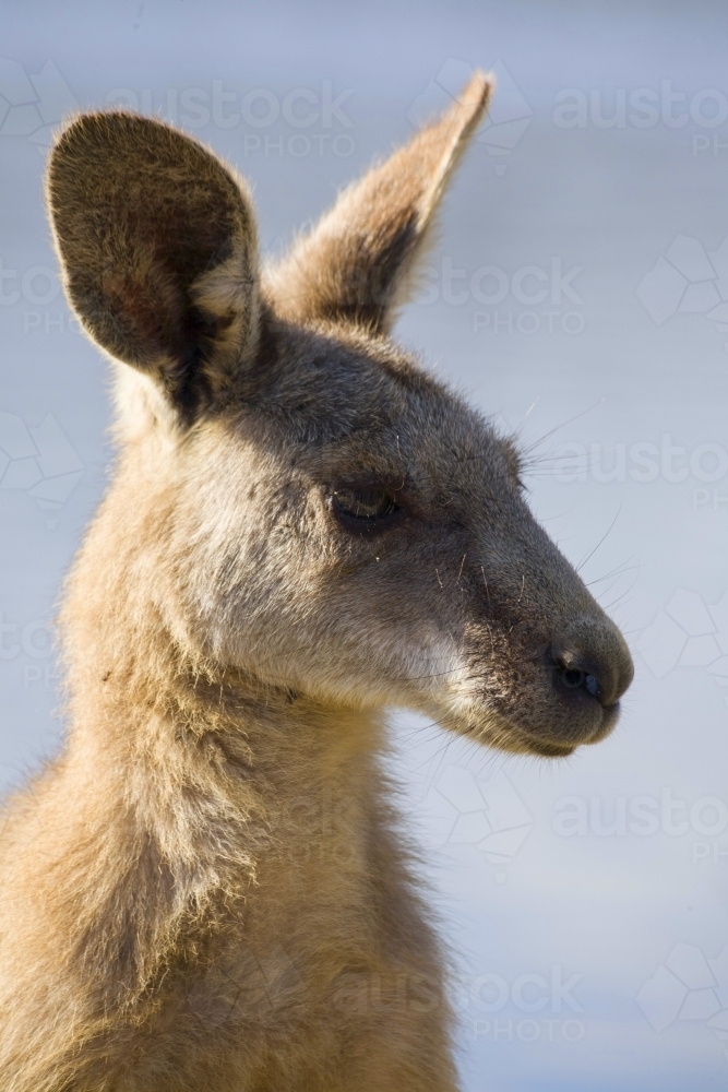 Portrait of Eastern Grey Kangaroo - Australian Stock Image