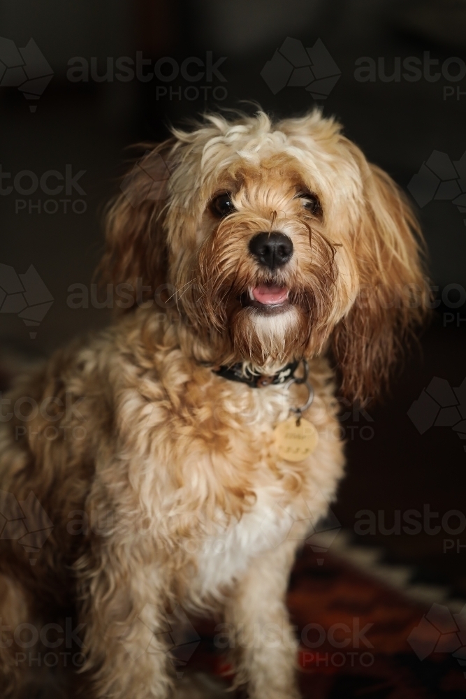 Portrait of light brown Cavoodle, small breed dog - Australian Stock Image