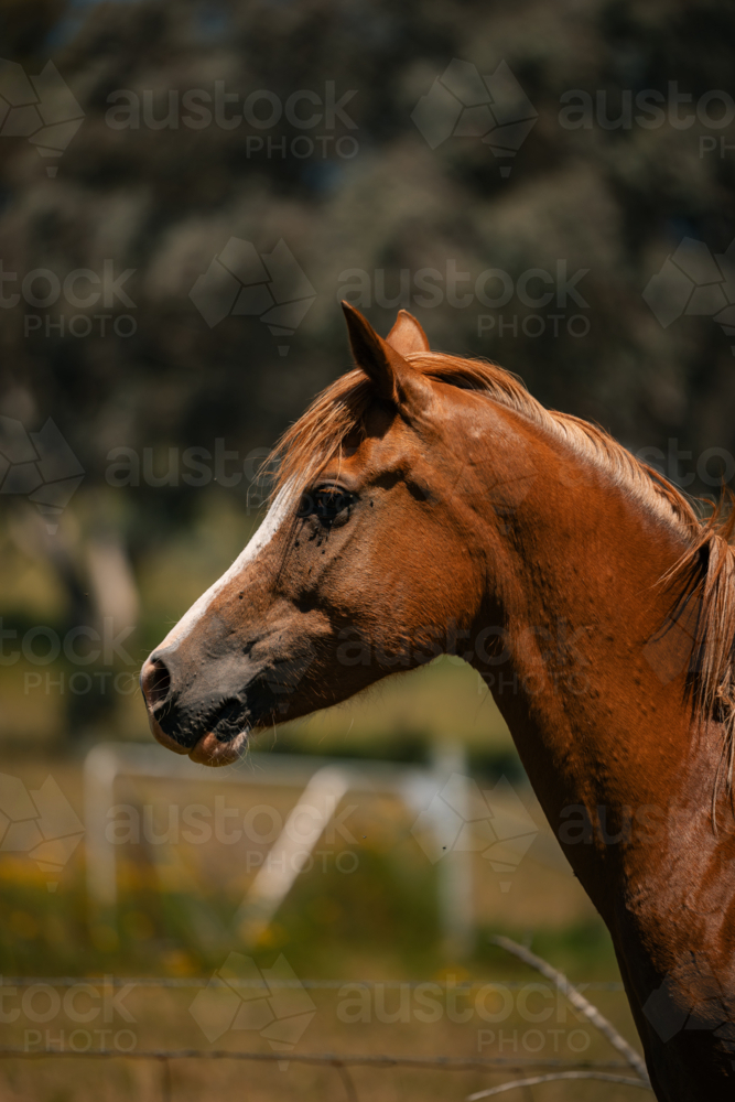 Portrait of majestic brown horse in a green field with trees - Australian Stock Image