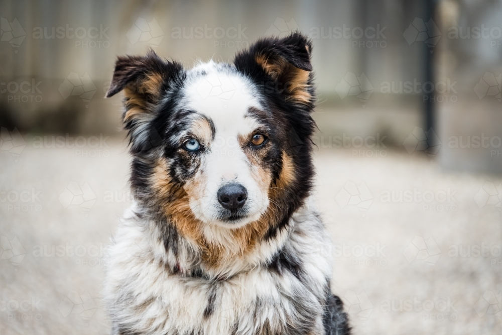 Portrait of multicoloured old farm dog gazing attentively - Australian Stock Image