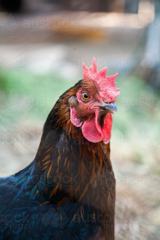 Portrait of one hen chook looking at camera - Australian Stock Image