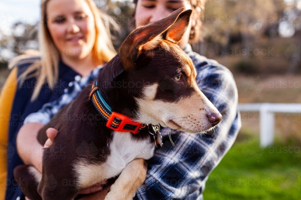 Portrait of pet Australian Kelpie puppy with couple - Australian Stock Image