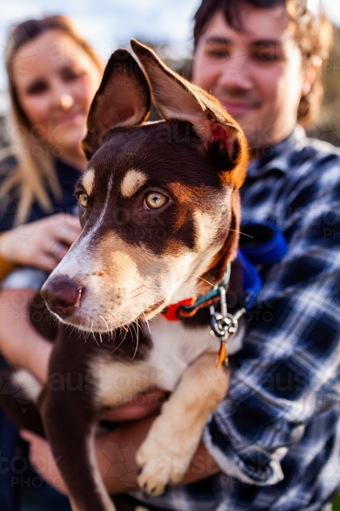 Portrait of pet Australian Kelpie puppy with owners outside - Australian Stock Image