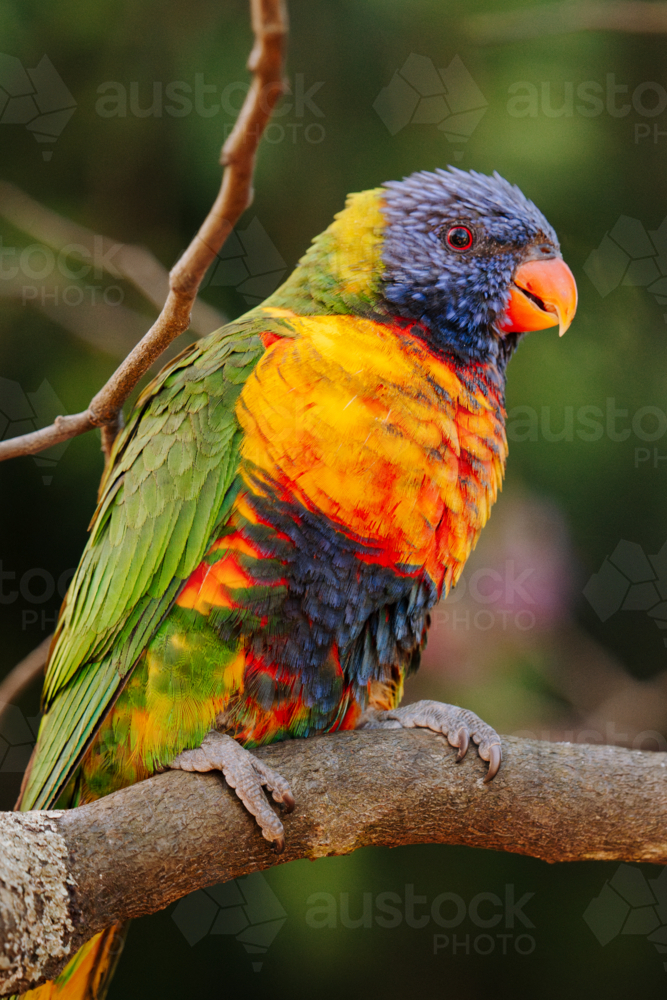 Portrait of rainbow lorikeet perched on tree branch - Australian Stock Image