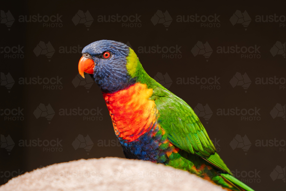 Portrait of rainbow lorikeet perched on wood - Australian Stock Image