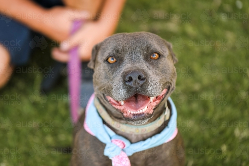 Portrait of Staffy breed dog wearing bandana sitting in park with owner holding leash - Australian Stock Image