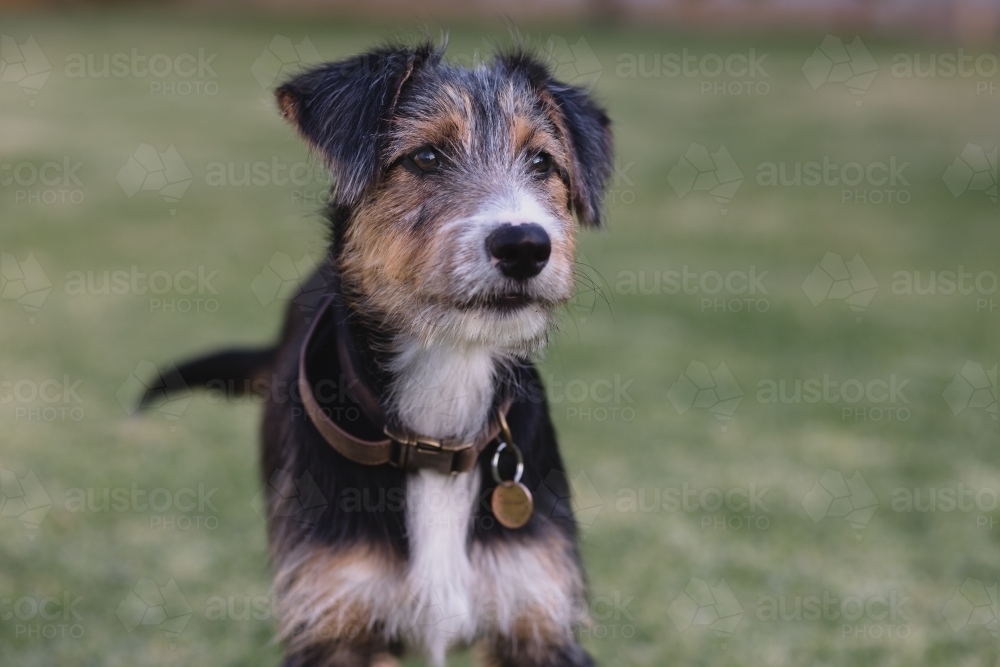 Portrait of terrier on lawn - Australian Stock Image