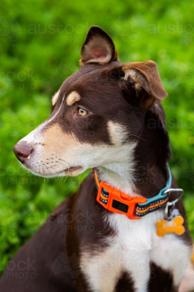 portrait of young floppy eared kelpie dog - Australian Stock Image