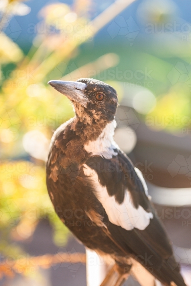 Portrait of young juvenile magpie bird with patchy feathers in morning light - Australian Stock Image