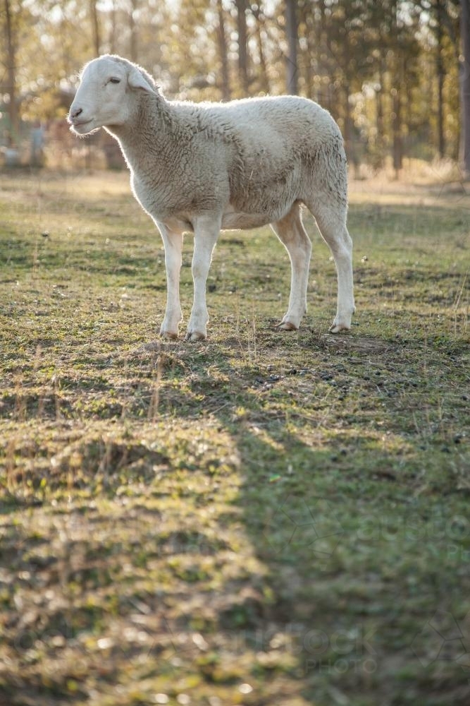 Portrait on a single white dorper sheep in a paddock on a cold morning - Australian Stock Image