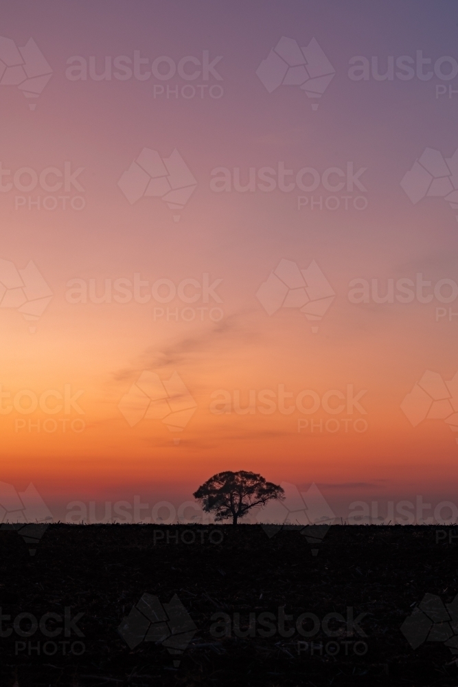 Portrait view of a clear hazy morning at dawn with a vast sky and lone tree - Australian Stock Image