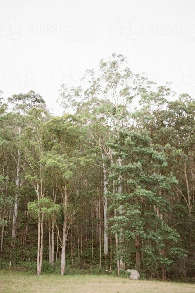 Portrait view of tall trees. - Australian Stock Image