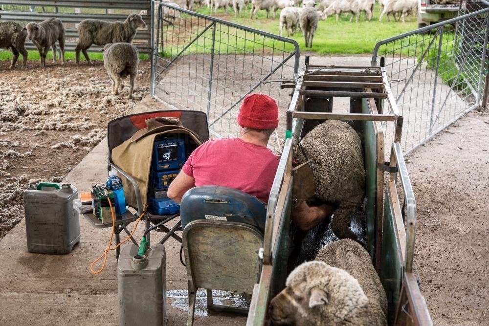 Preg scanning ewes in sheep yards - Australian Stock Image