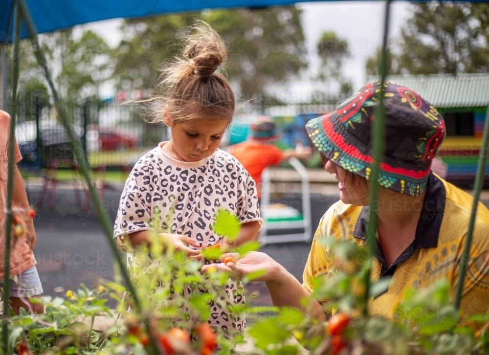 Preschooler child with her educator picking cherry tomatoes at the kitchen garden - Australian Stock Image