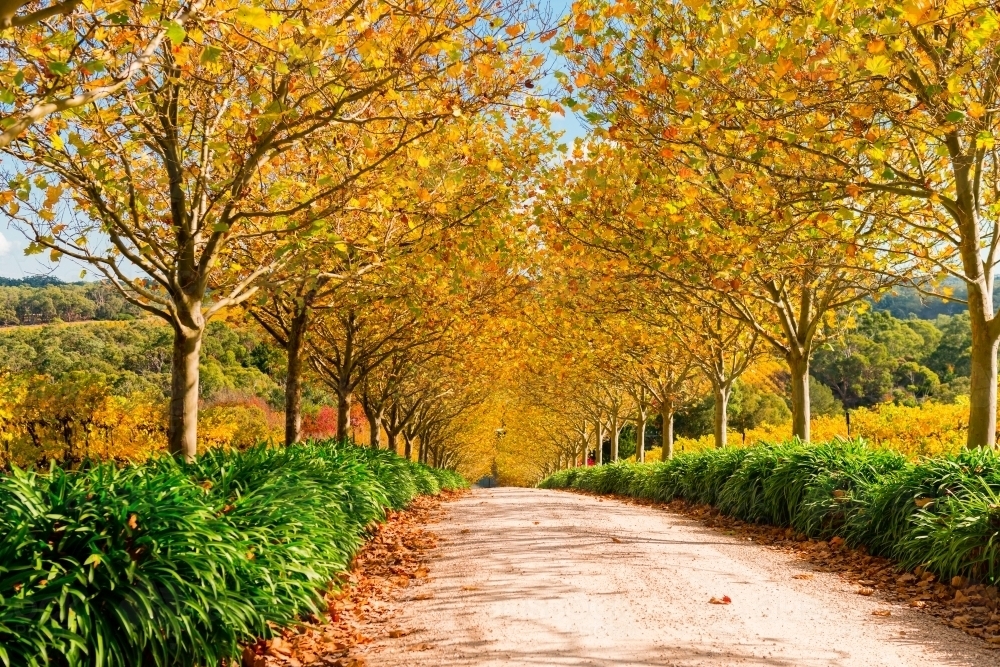 pretty autumn scene, driveway under orange leaves - Australian Stock Image