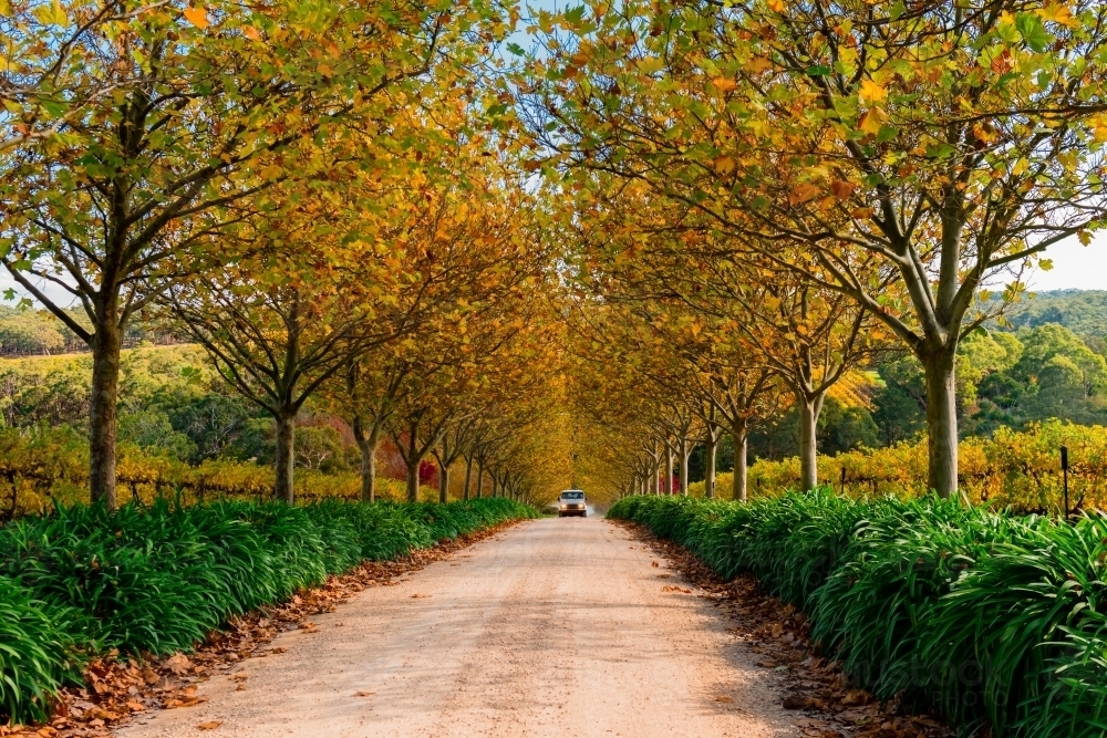 pretty autumn scene, driveway under orange leaves with car - Australian Stock Image