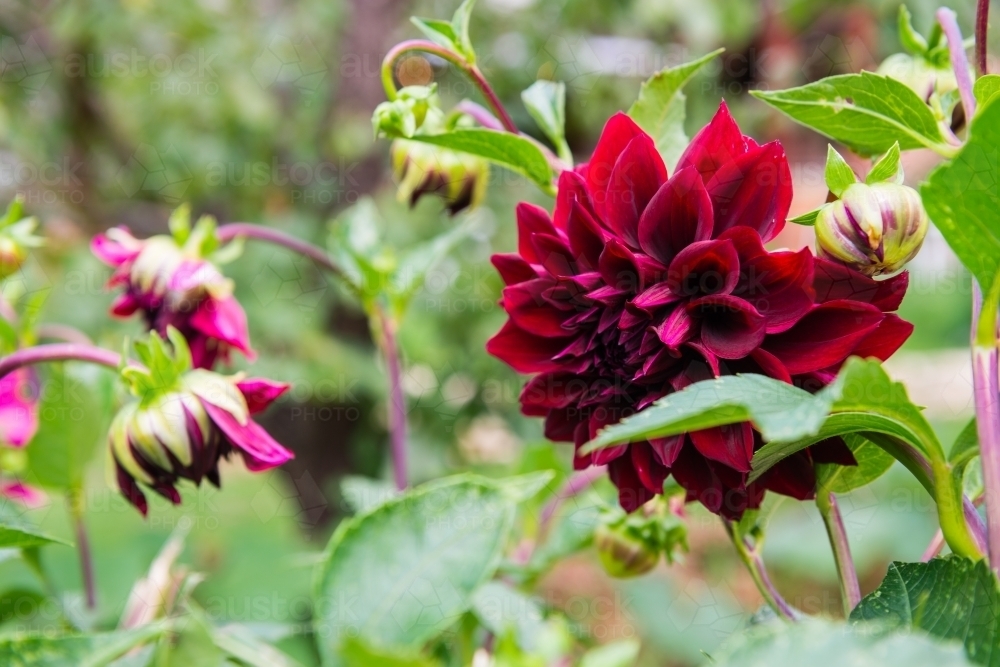 pretty deep red dahlia in bloom in late summer - Australian Stock Image