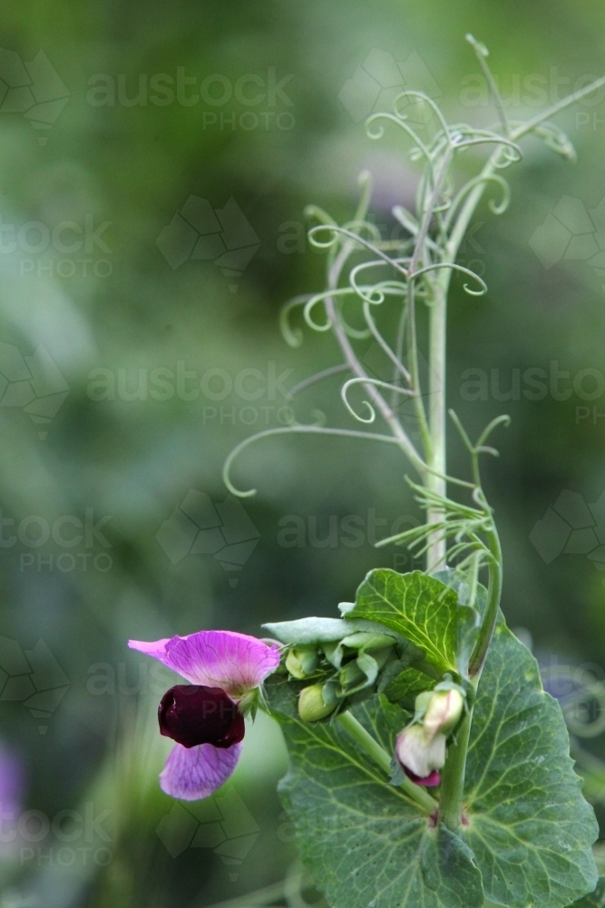 Pretty field pea crop - Australian Stock Image