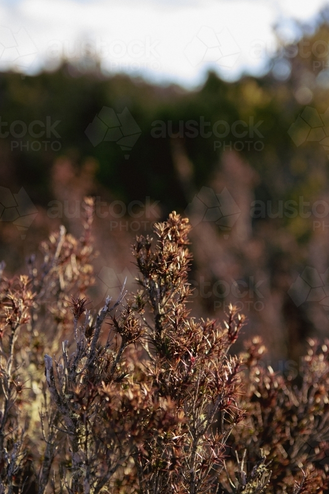 Prickly plant in afternoon sun - Australian Stock Image