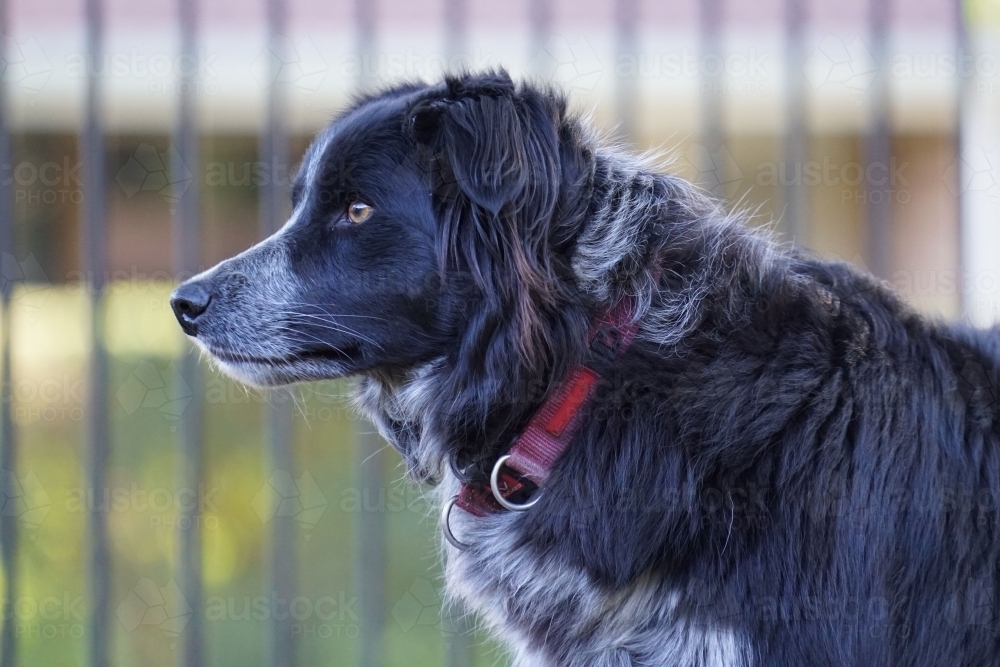 Profile of a border collie dog - Australian Stock Image
